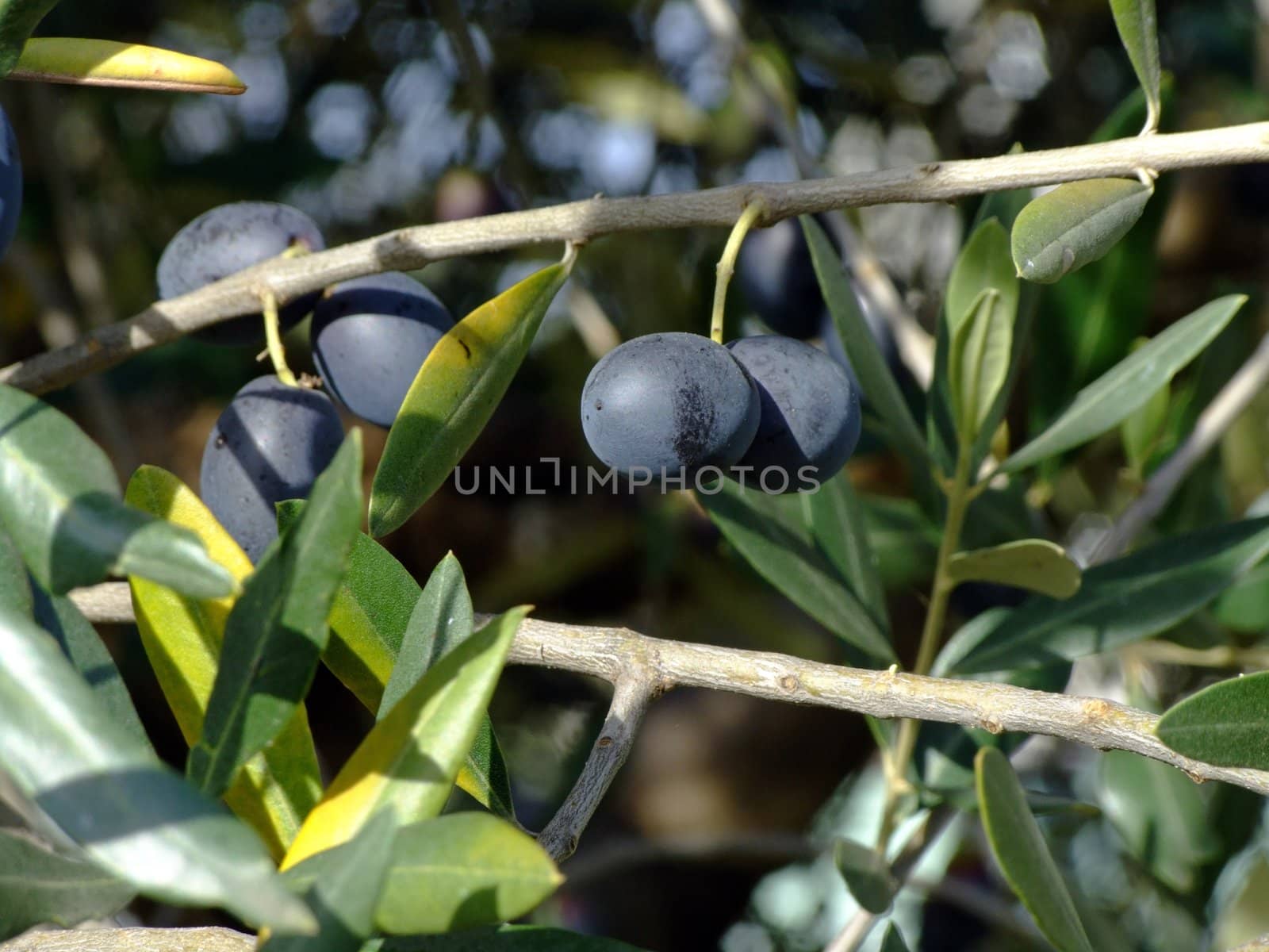 Ripe olives on olive tree branch