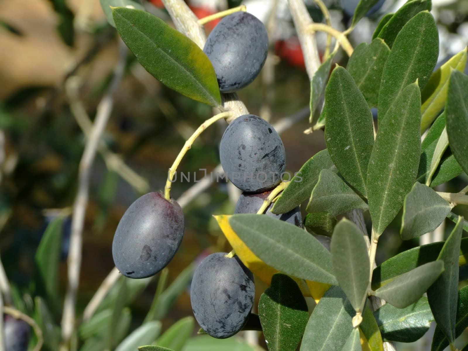 Ripe olives on olive tree branch