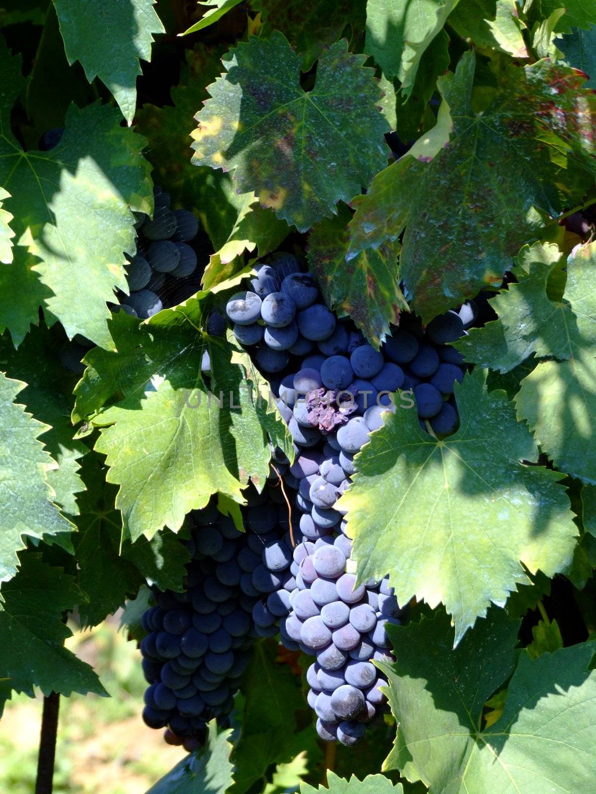 Black grapes in an italian vineyard