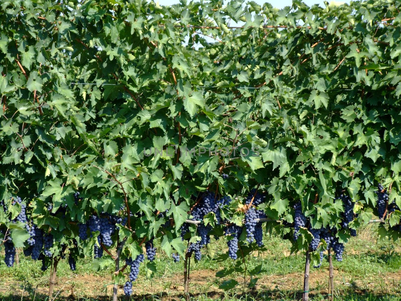Black grapes in an italian vineyard