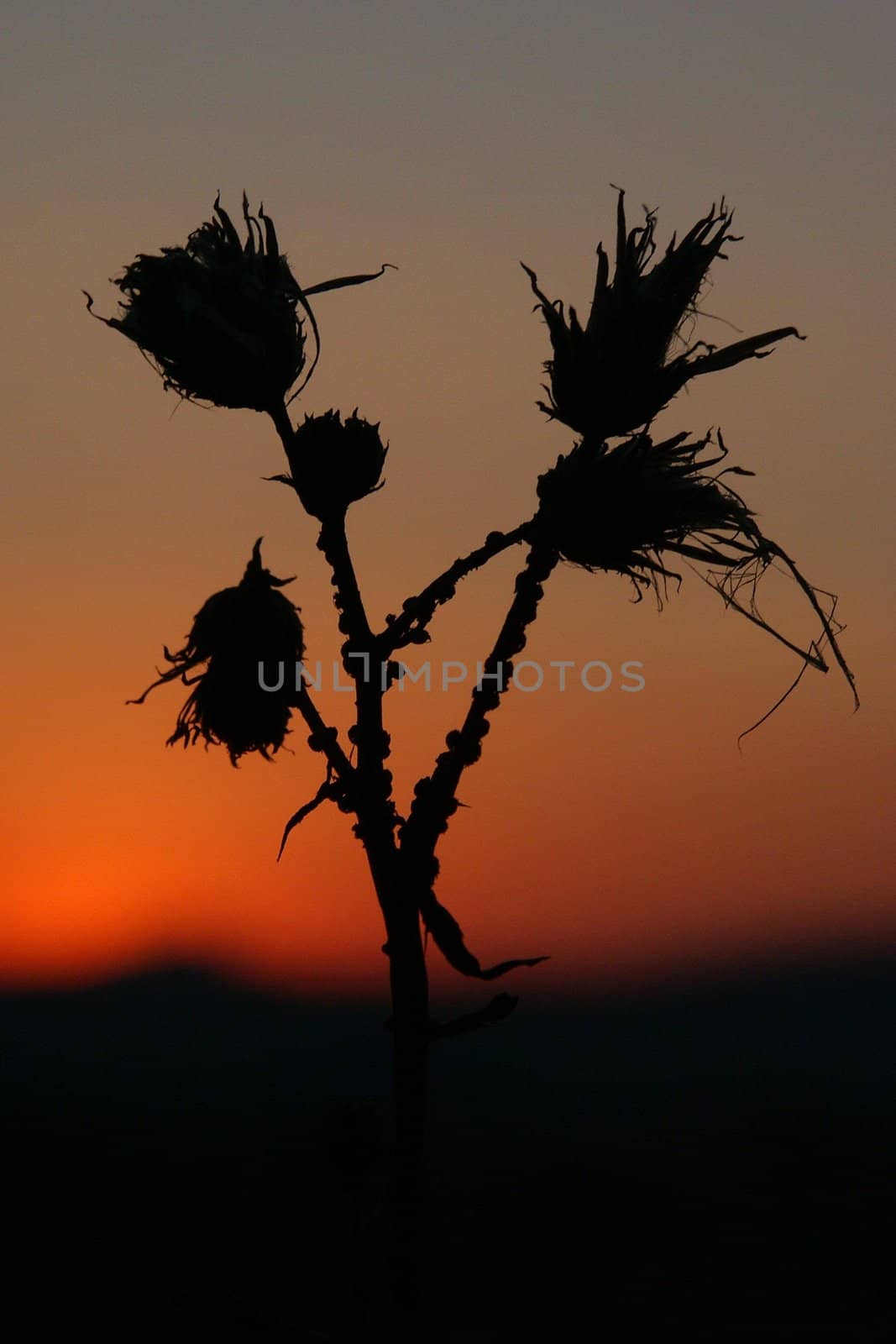 sunset beyond dark thistle, vertically framed shot