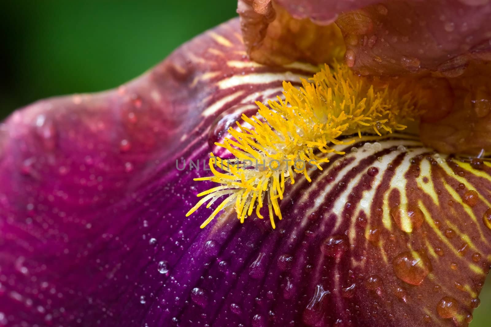 Purple iris close-up by naumoid