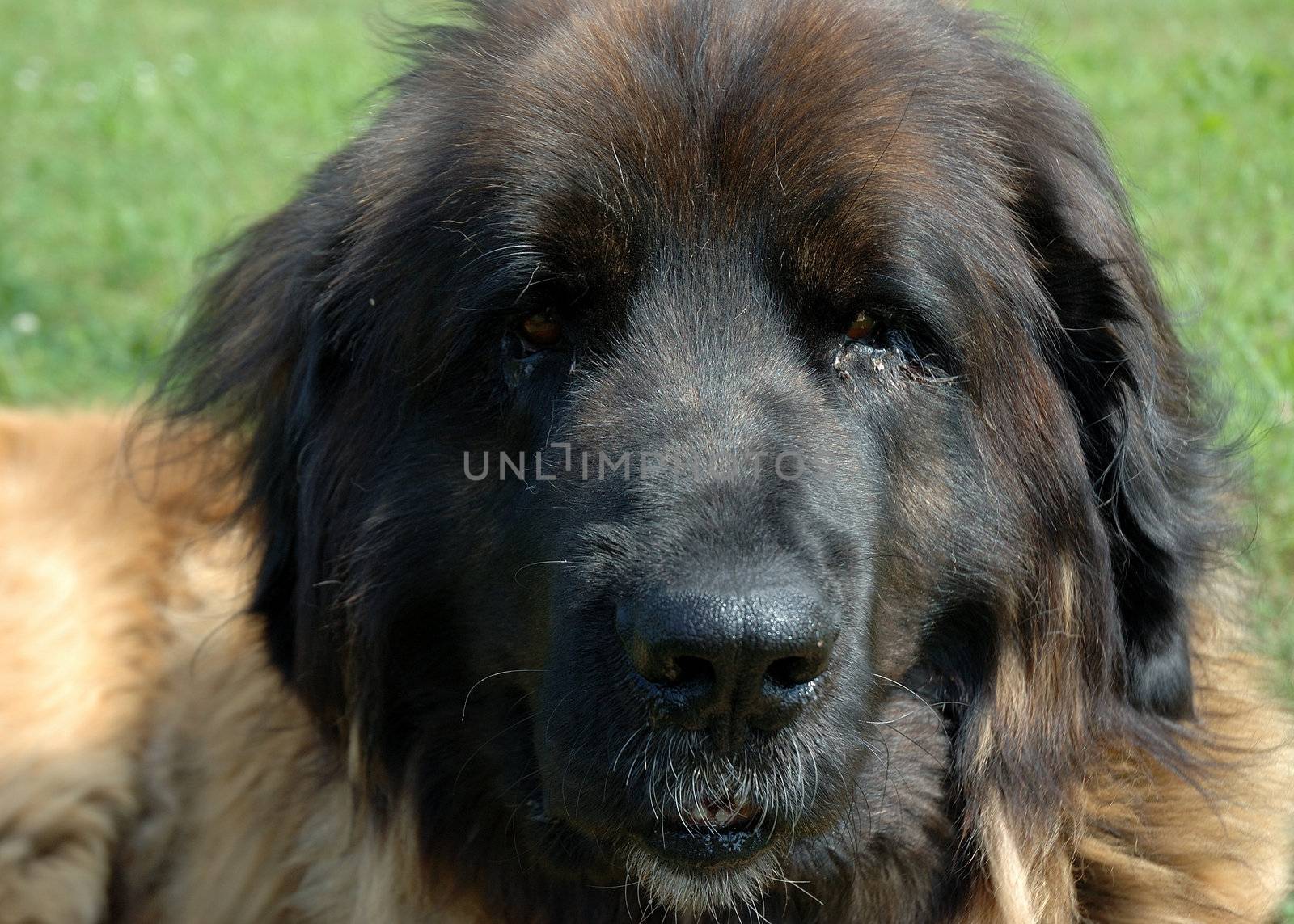 Close-up on the head of a beautiful Leonberg dog.