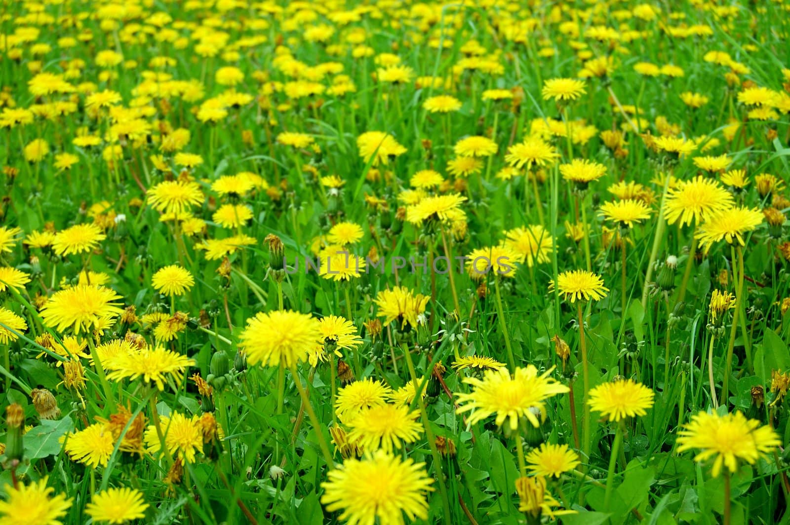 Meadow with yellow dandelions