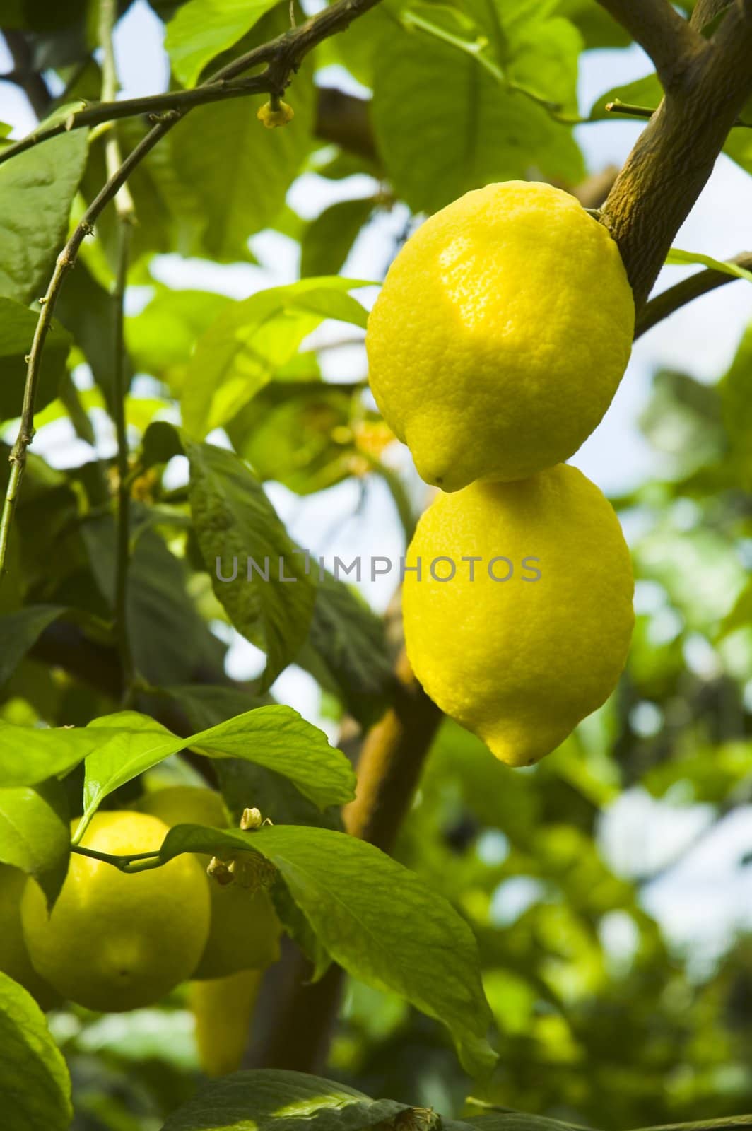 Citrus limon by Michalowski