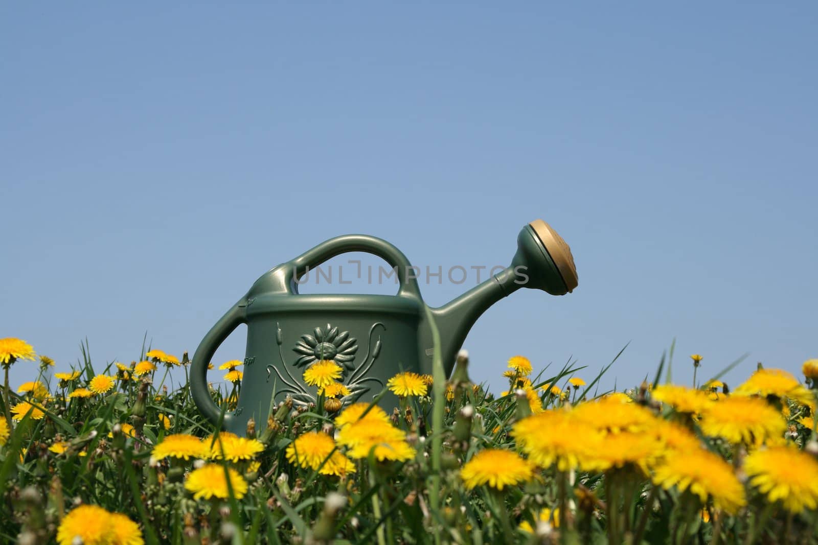 Green watering-can in a flowering dandelion field.