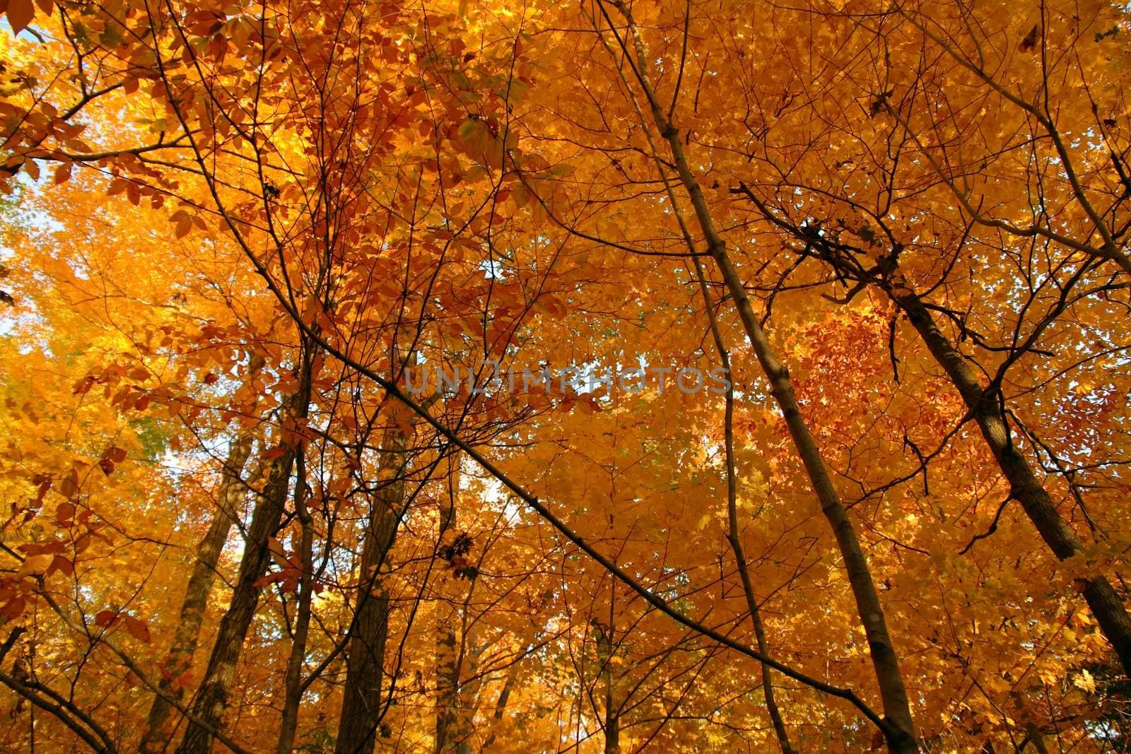 Golden October forest. Canadian autumn.