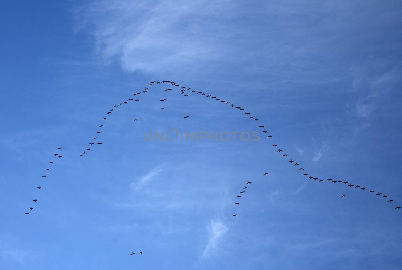 Flock of birds in the blue sky (wild geese).