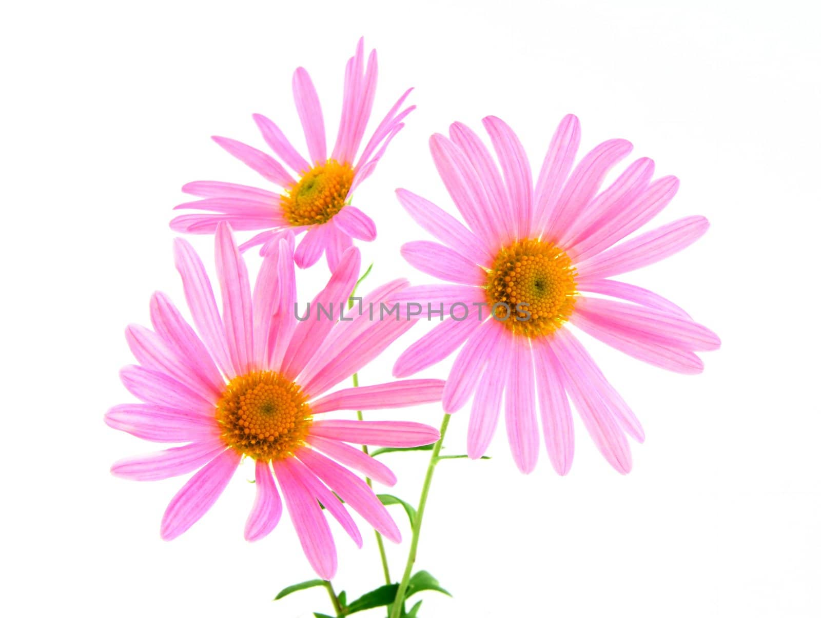 Three delicate pink gerbera daisies on white background.