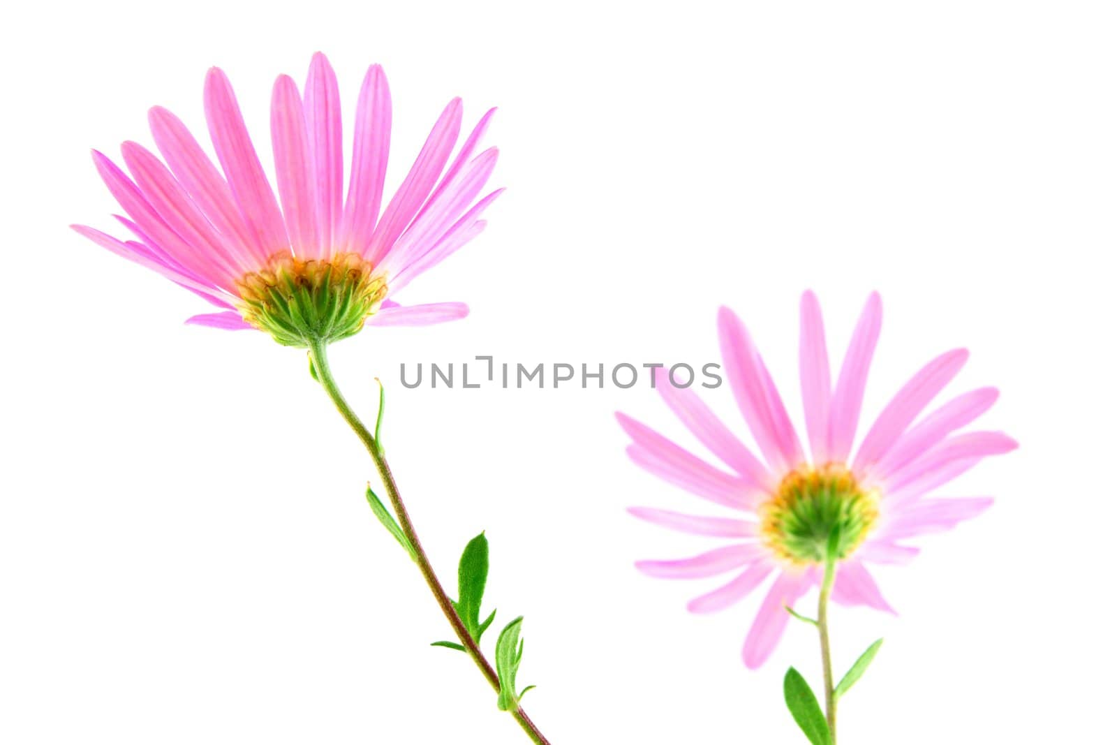 Delicate pink gerbera daisies on white background. Focus on the left flower.