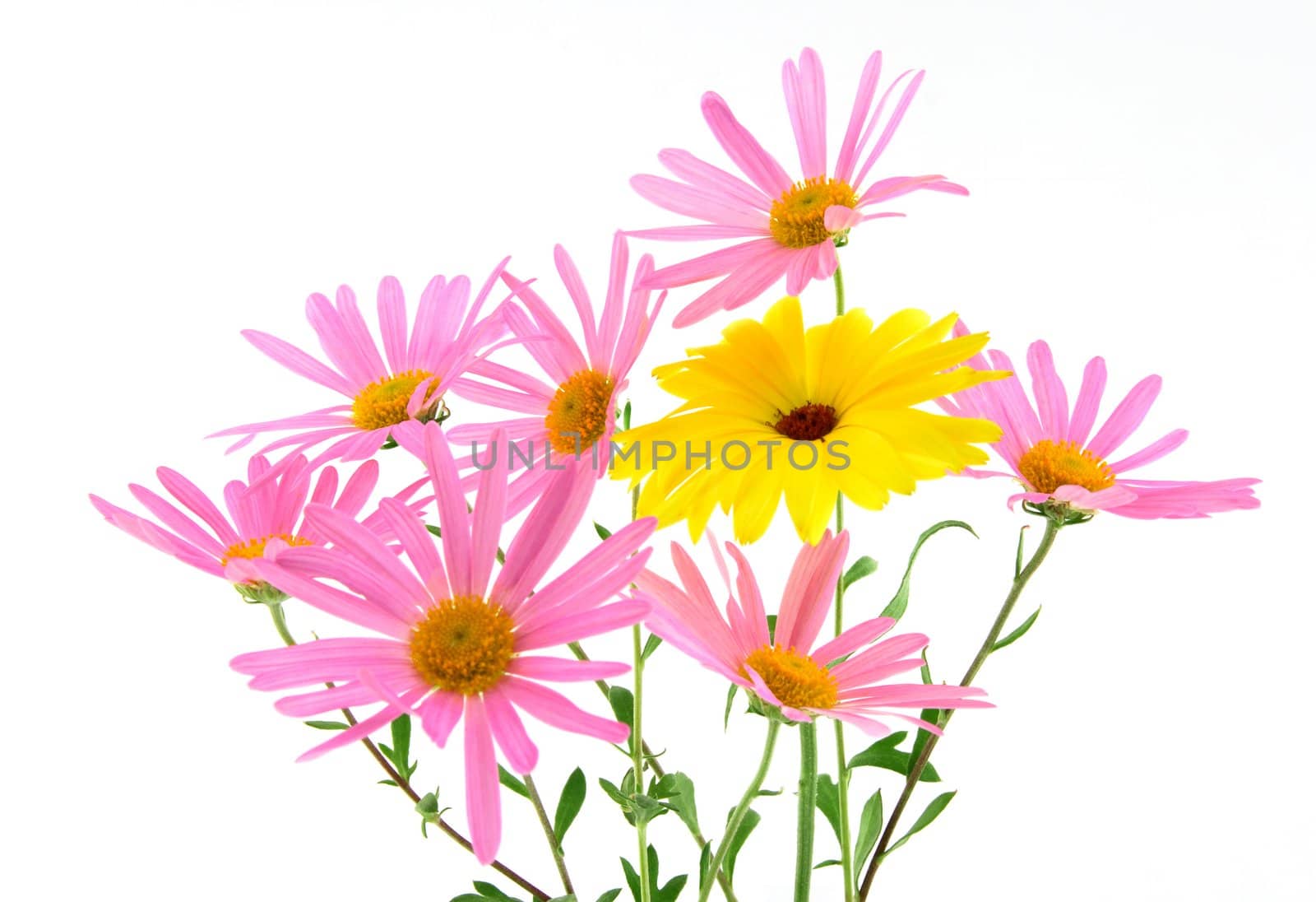 Bouquet of pink and yellow flowers on white background (gerbera daisies).