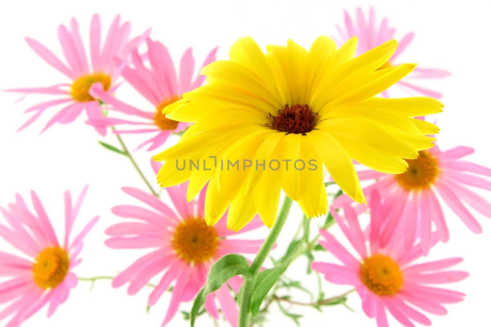 Sunny yellow flower by anikasalsera