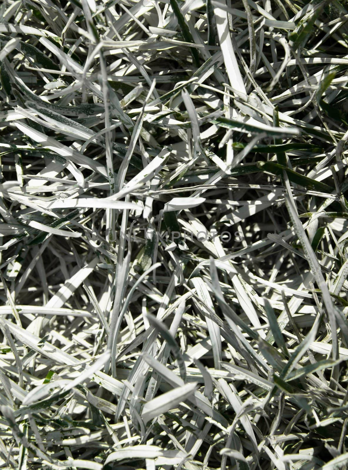 Closeup of white painted grass. Boundary line of a playing field.