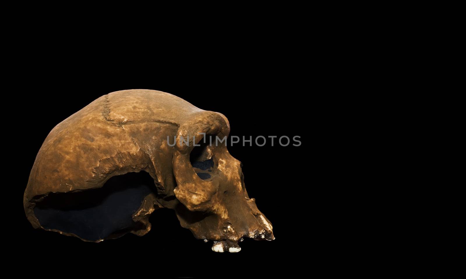Skul 200000 years old of Homo Rhodesiensis
