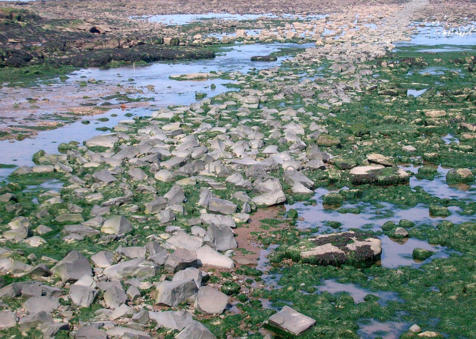 Rocky shoreline of cioast at low tide.