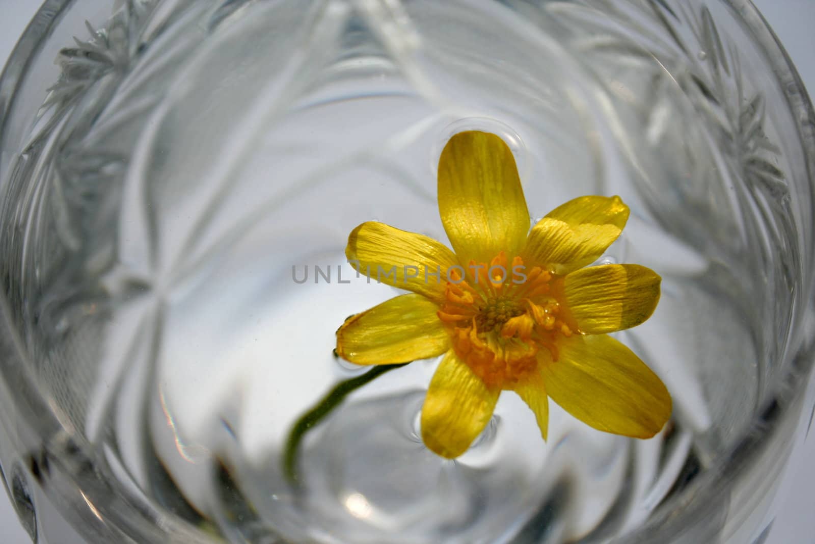 A flower floats in the crystal glass.
