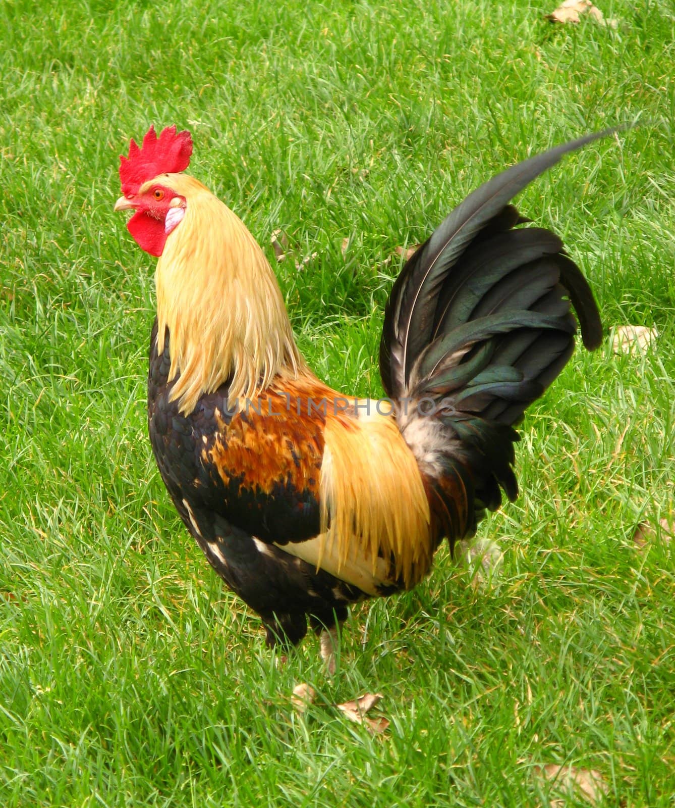 image of a rooster walking in the grass