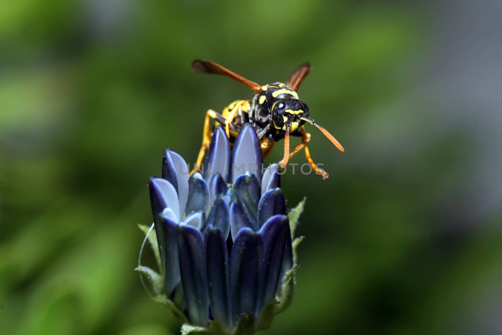 bug in a flower in the nature