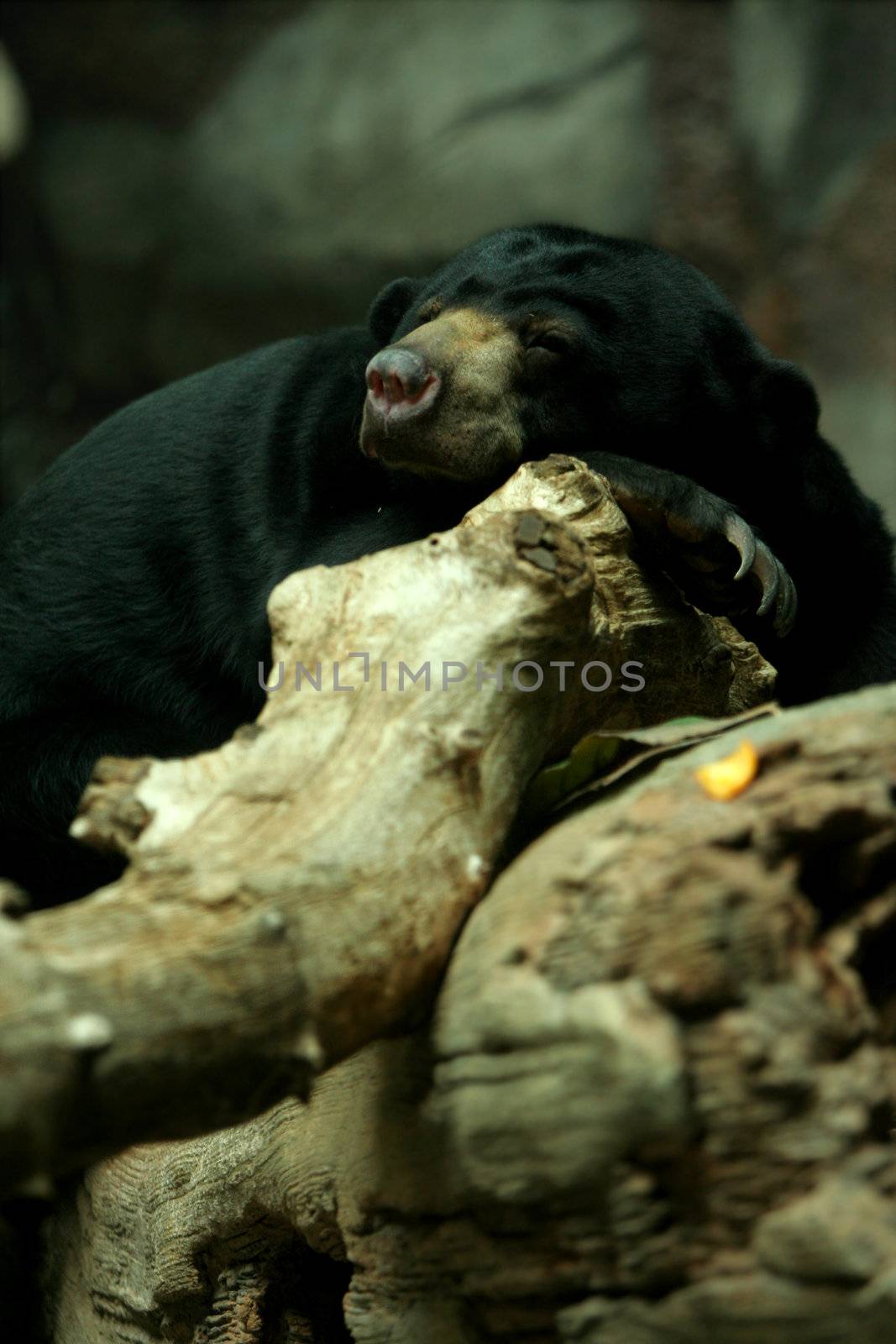 Sunbear sleeping on rock