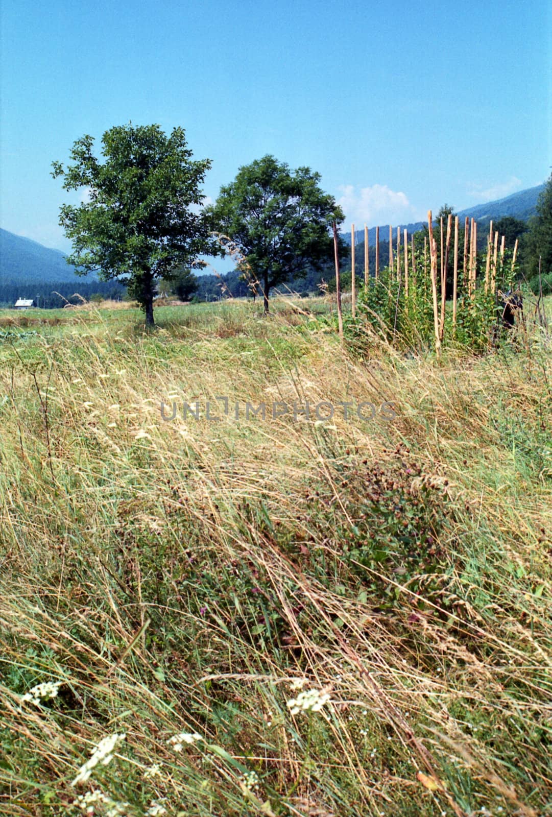 Summer field with hay and trees