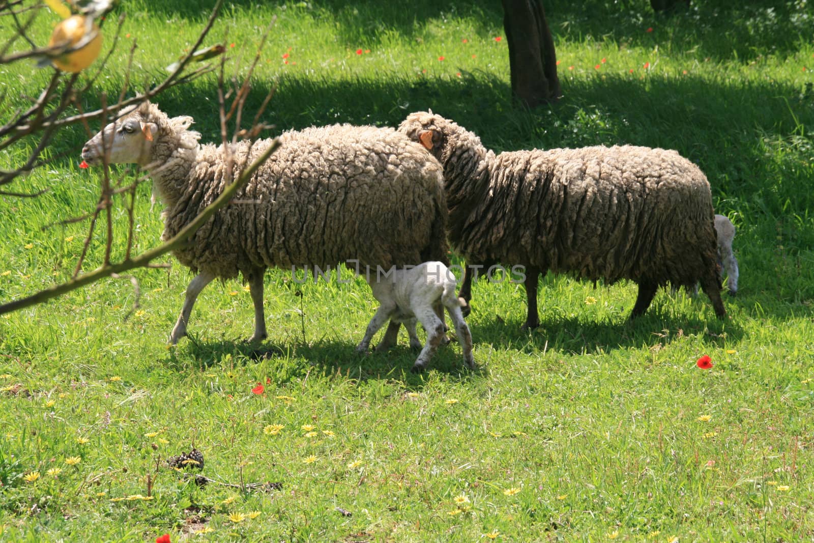 sheeps and lambs in the country field