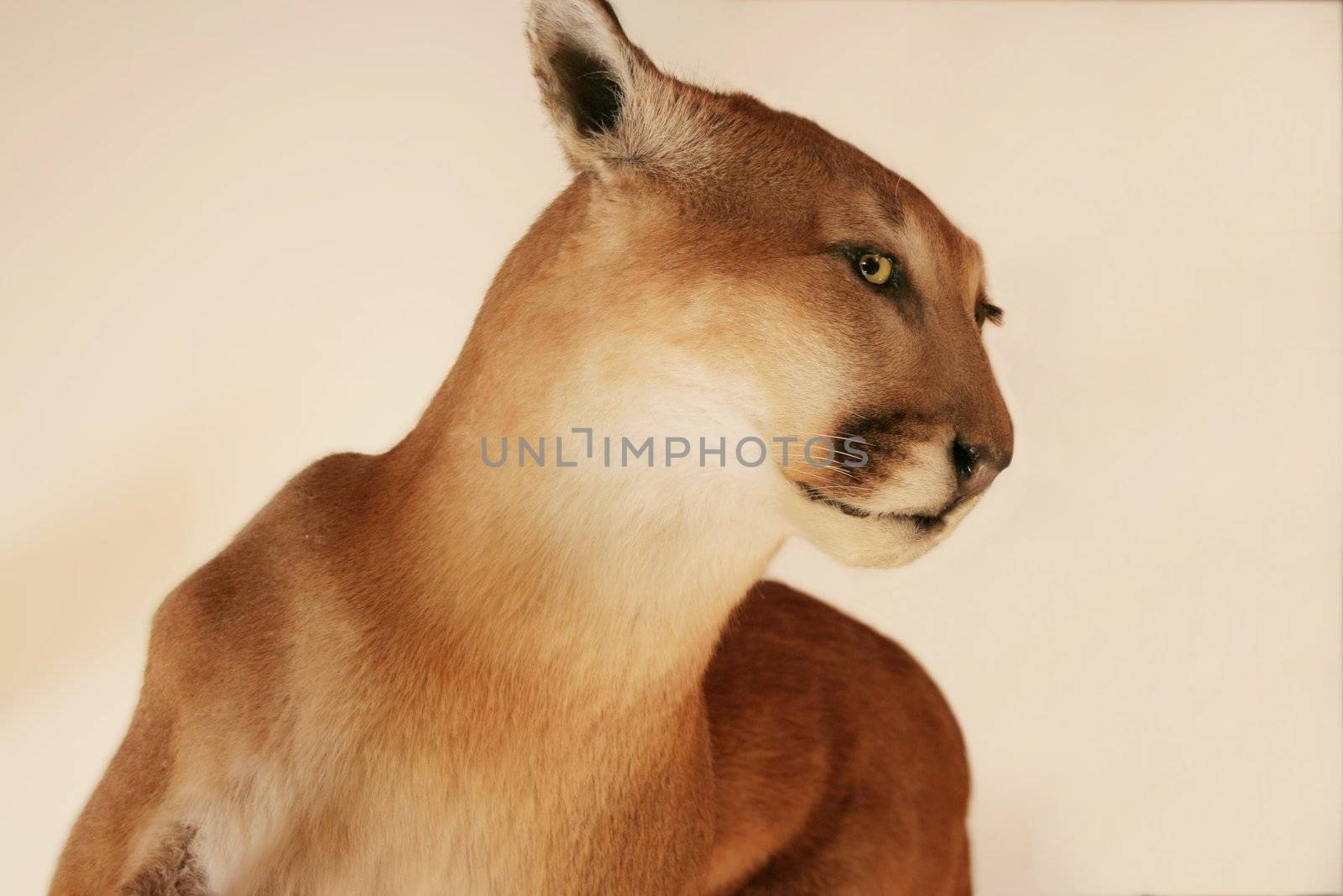 Cougar on cream beige background