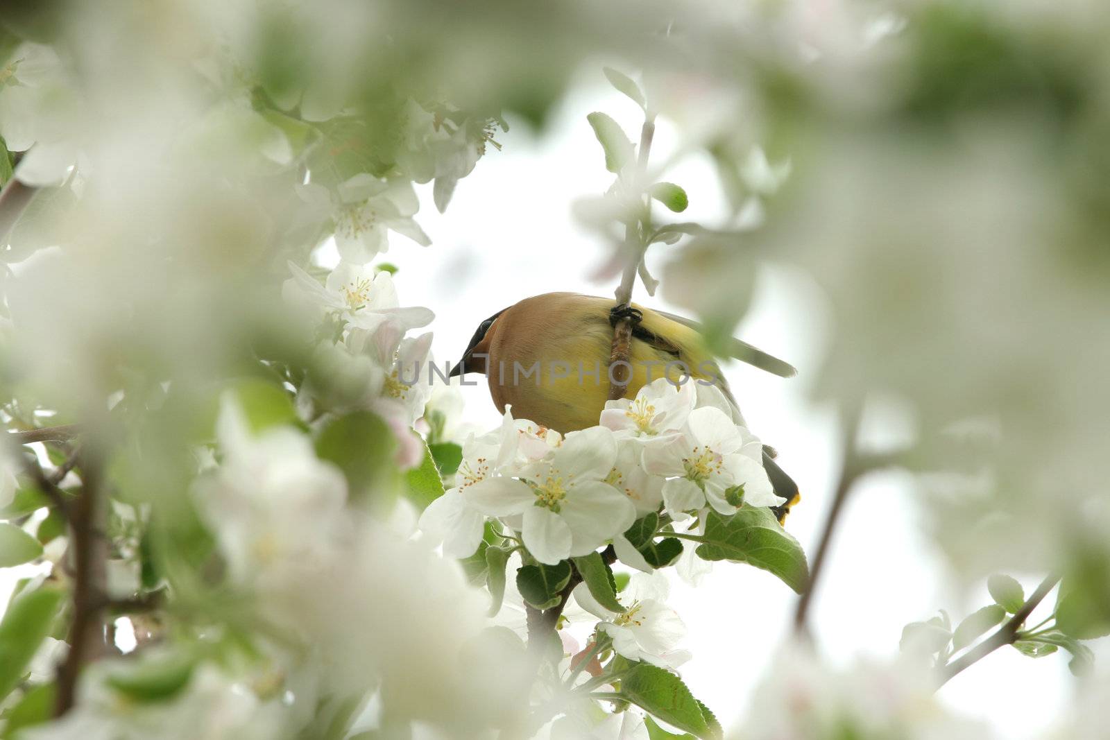 Yellow cedar waxwing sitting among blossoms in apple tree