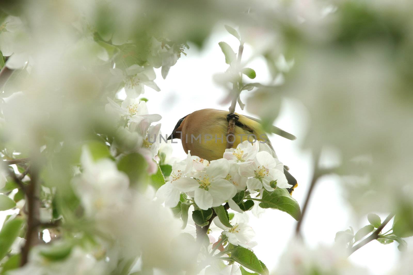 Yellow cedar waxwing sitting among blossoms in apple tree