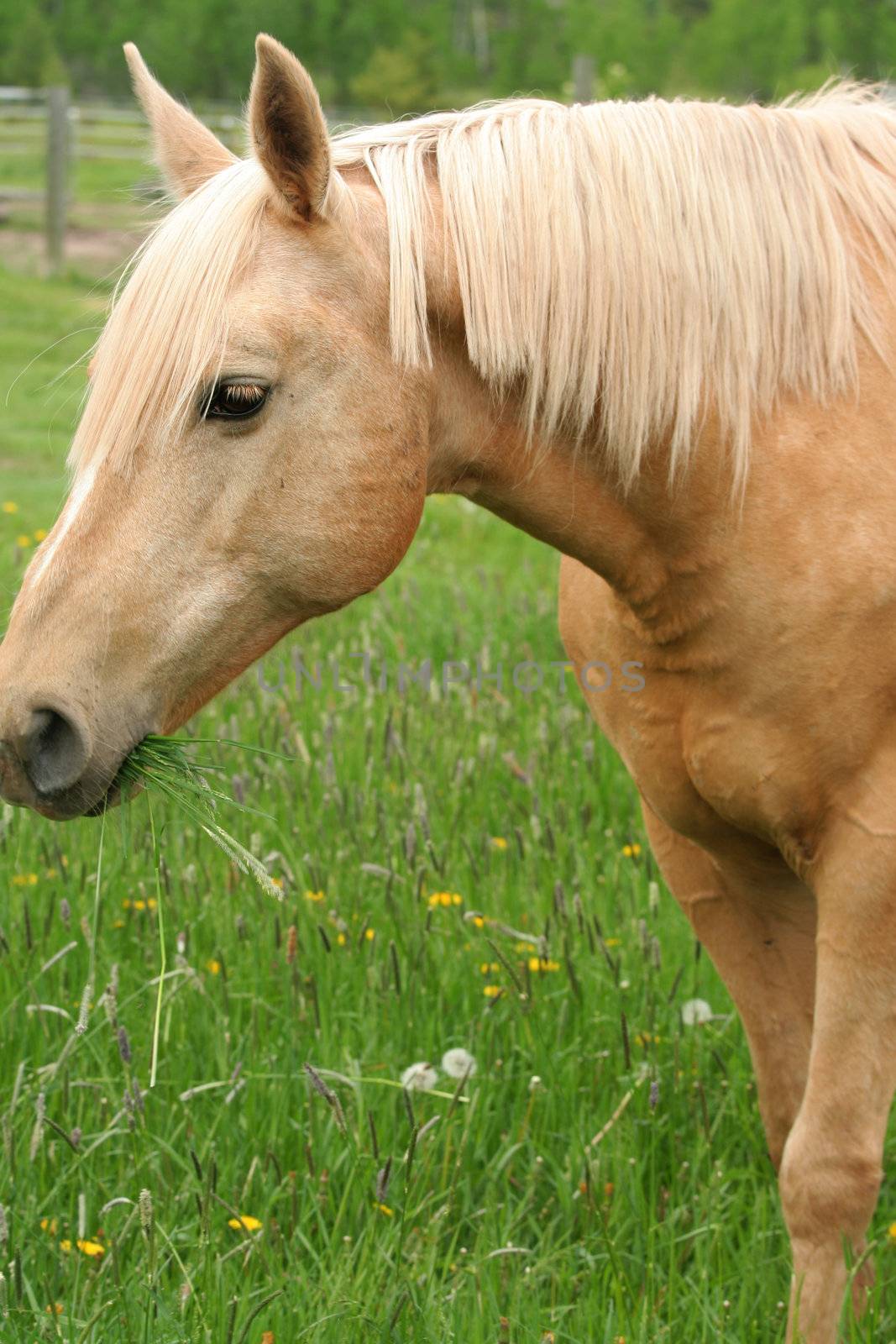 Horse enjoying the grass