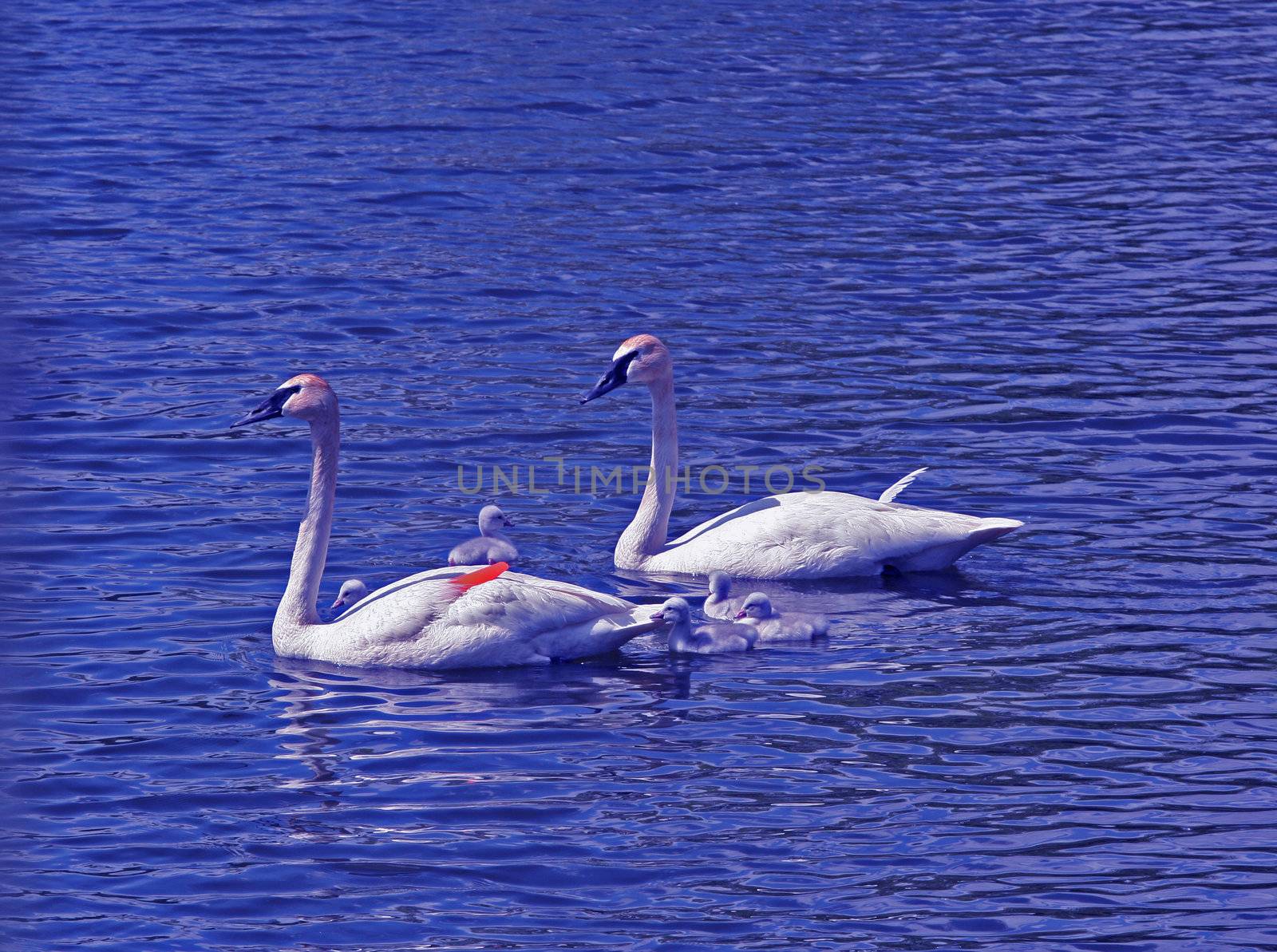 Swan family on lake