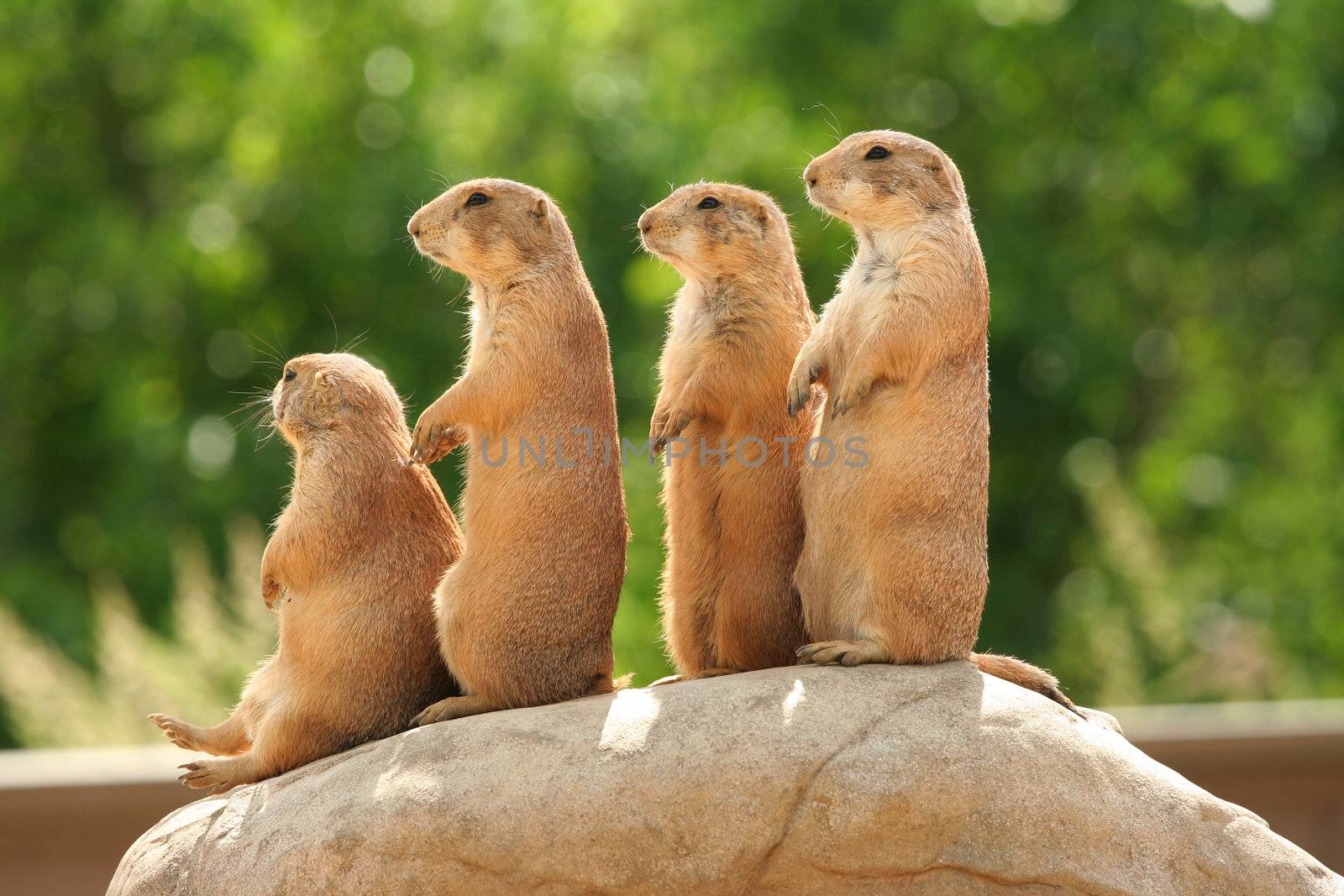 GRoup of prairie dogs standing on top of rock