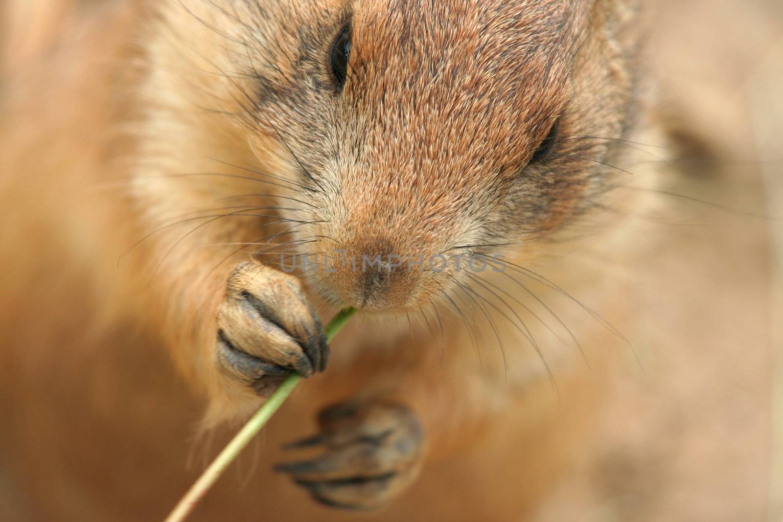 Prairie dog eating grass