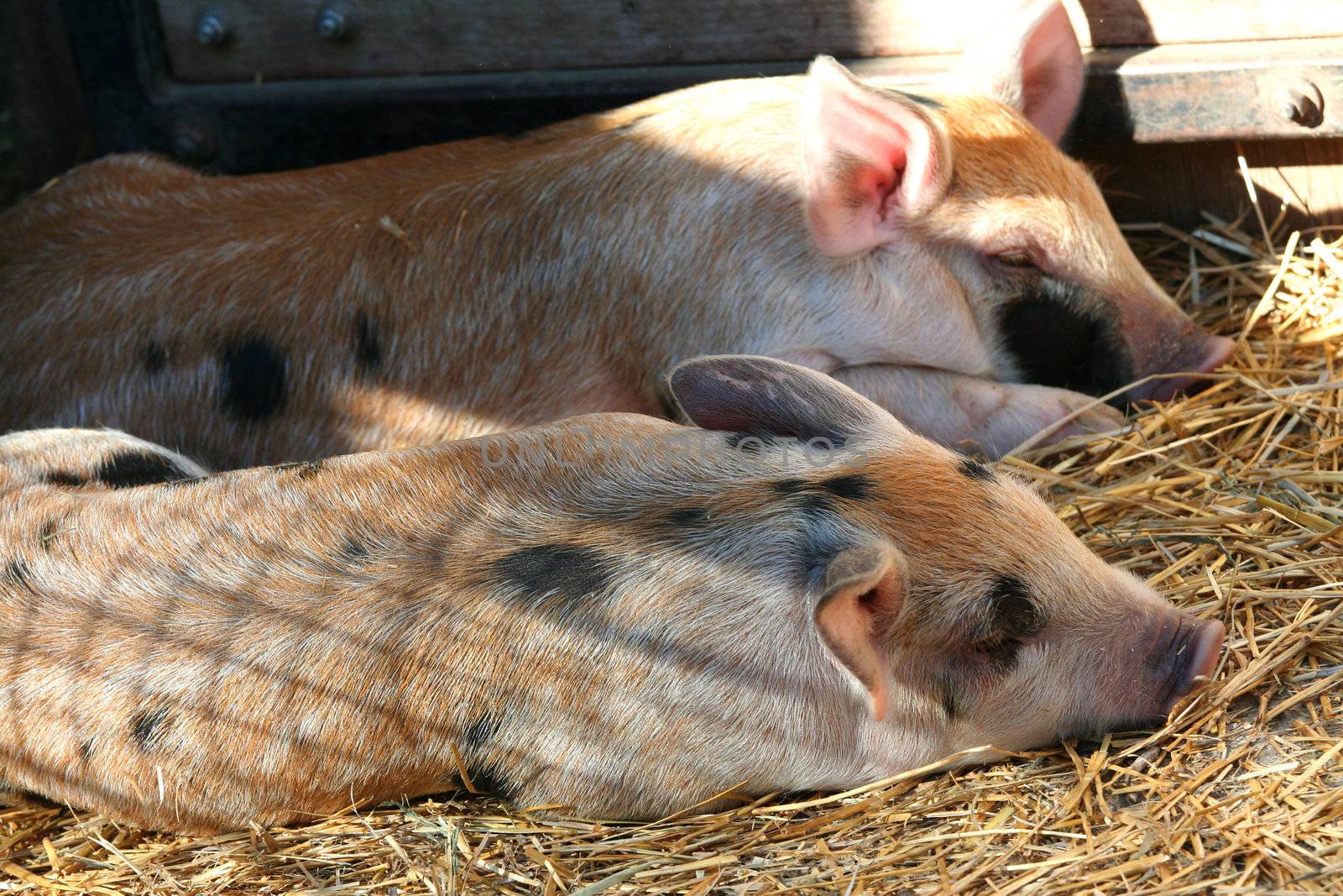 Piglets sleeping