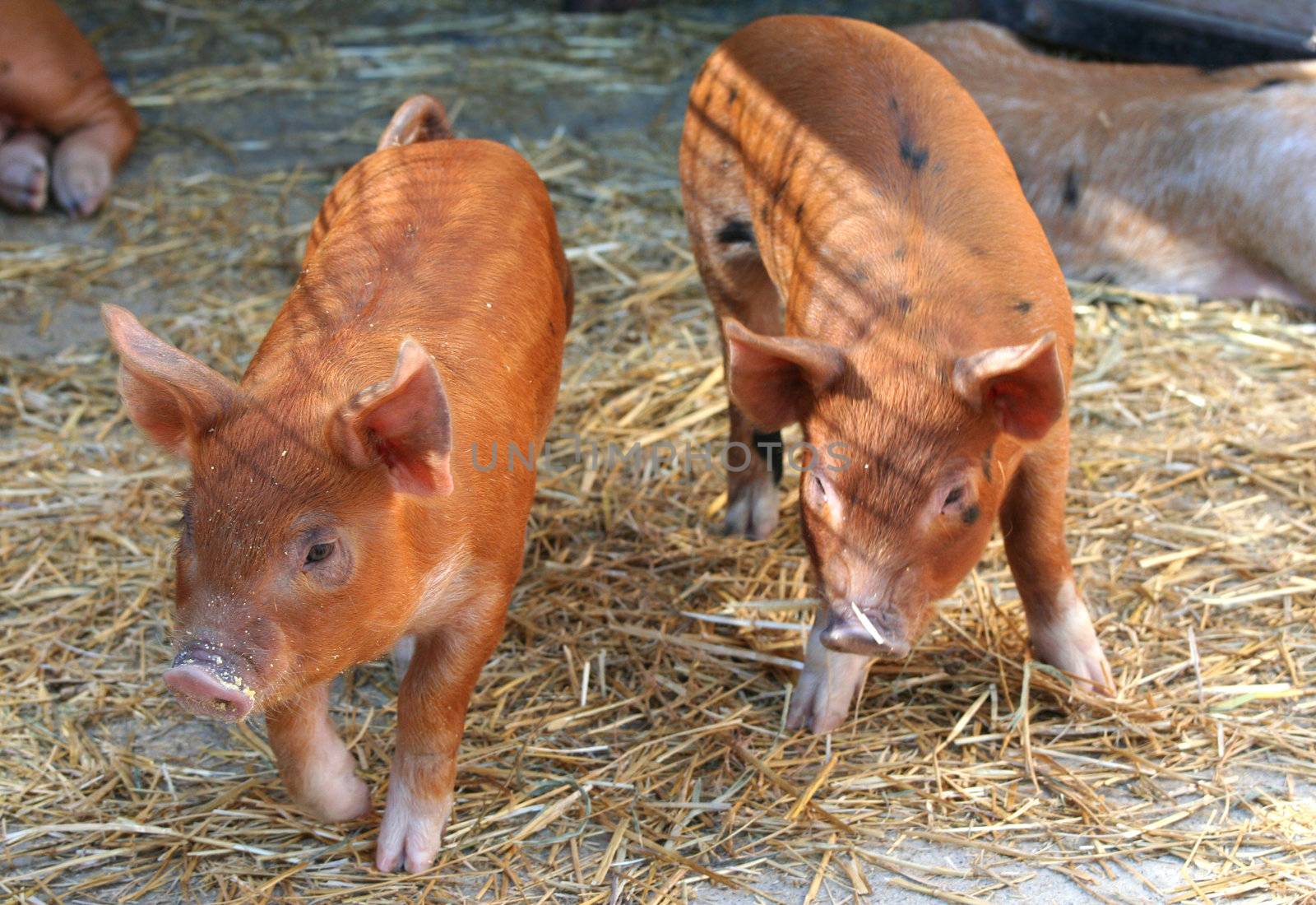 Two piglets by jarenwicklund