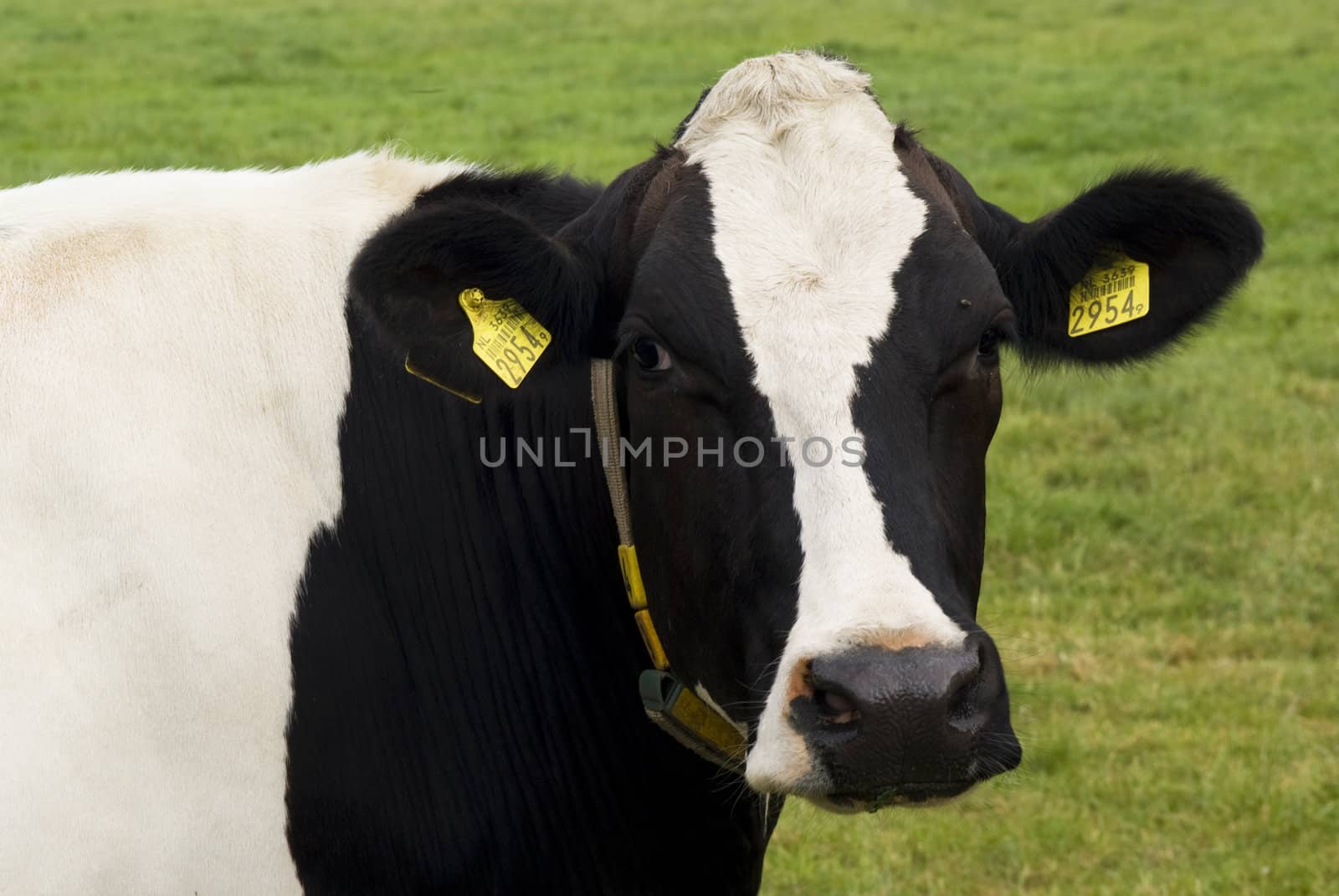 Curious cow standing in a meadow.