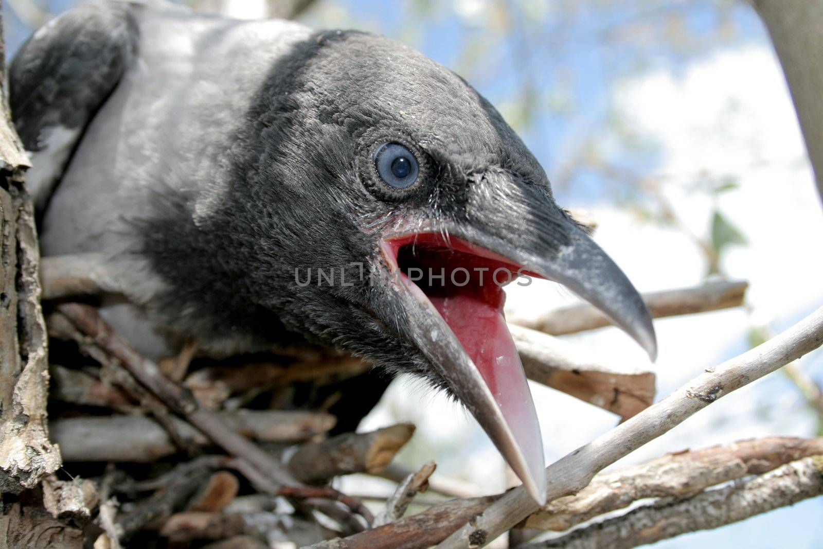 Portrait of the young crow in the nest.