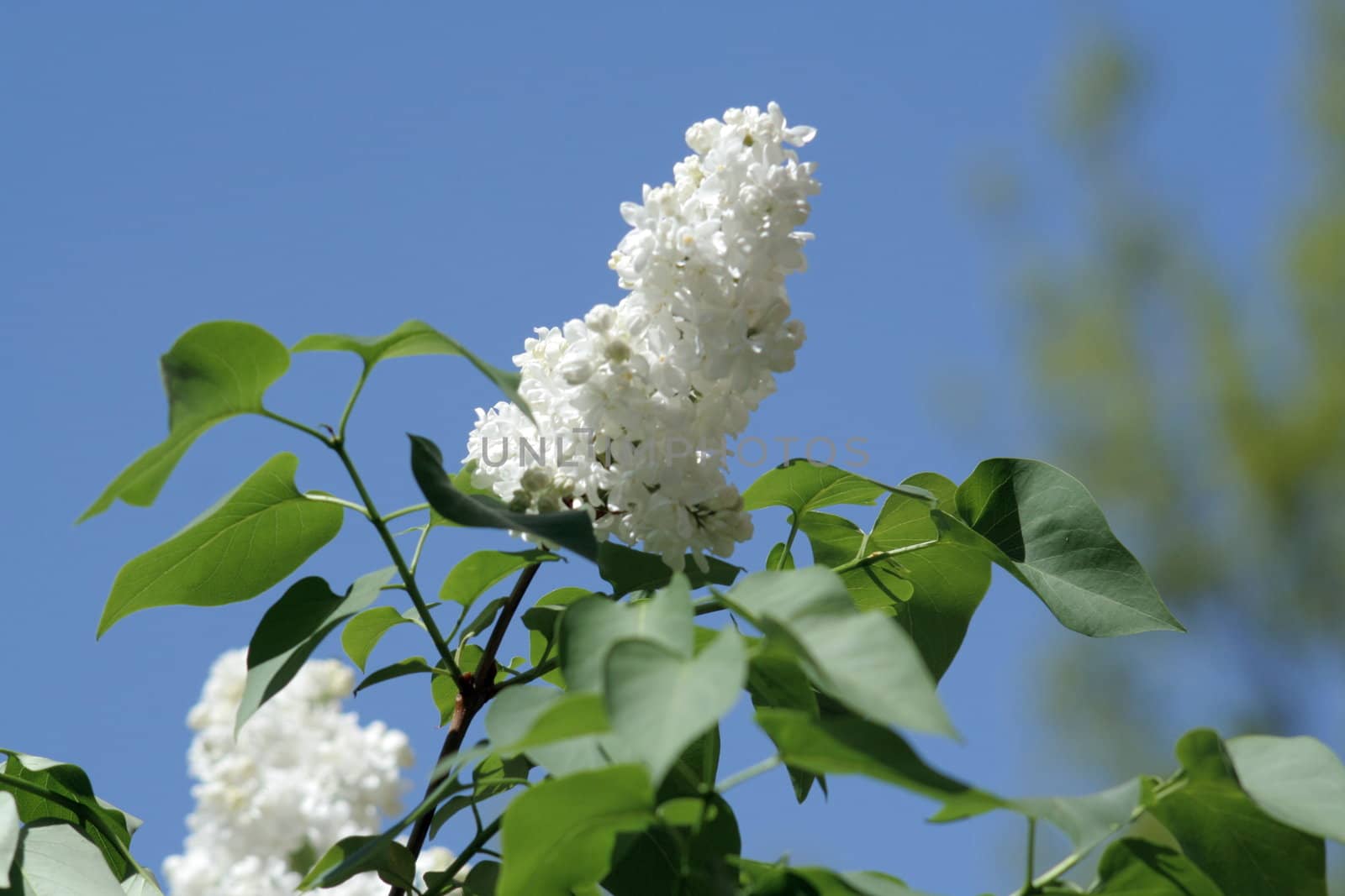 Branch of the white lilac by ichip