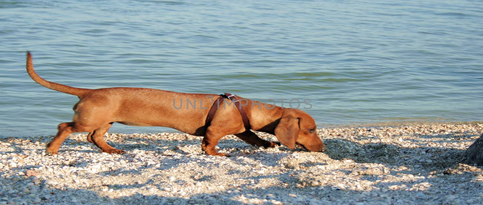 Long dachshund  by ichip