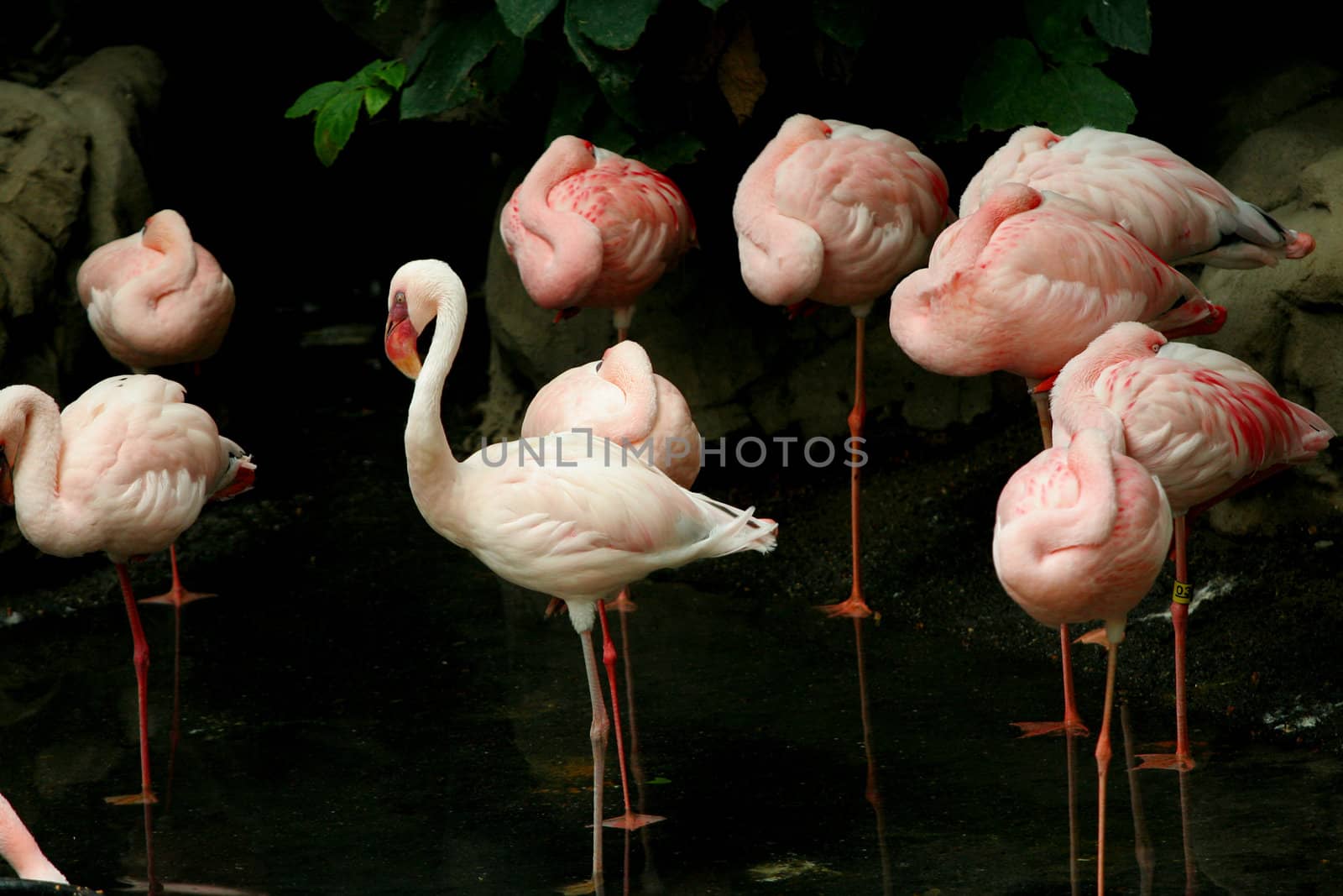 One awake flamingo amongst other sleeping flamingos on one leg