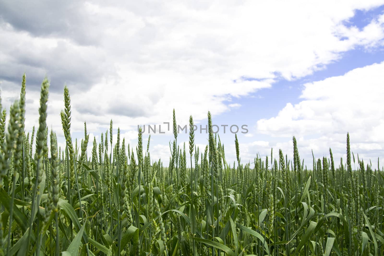 Green wheat in the field with cloudy blue sky