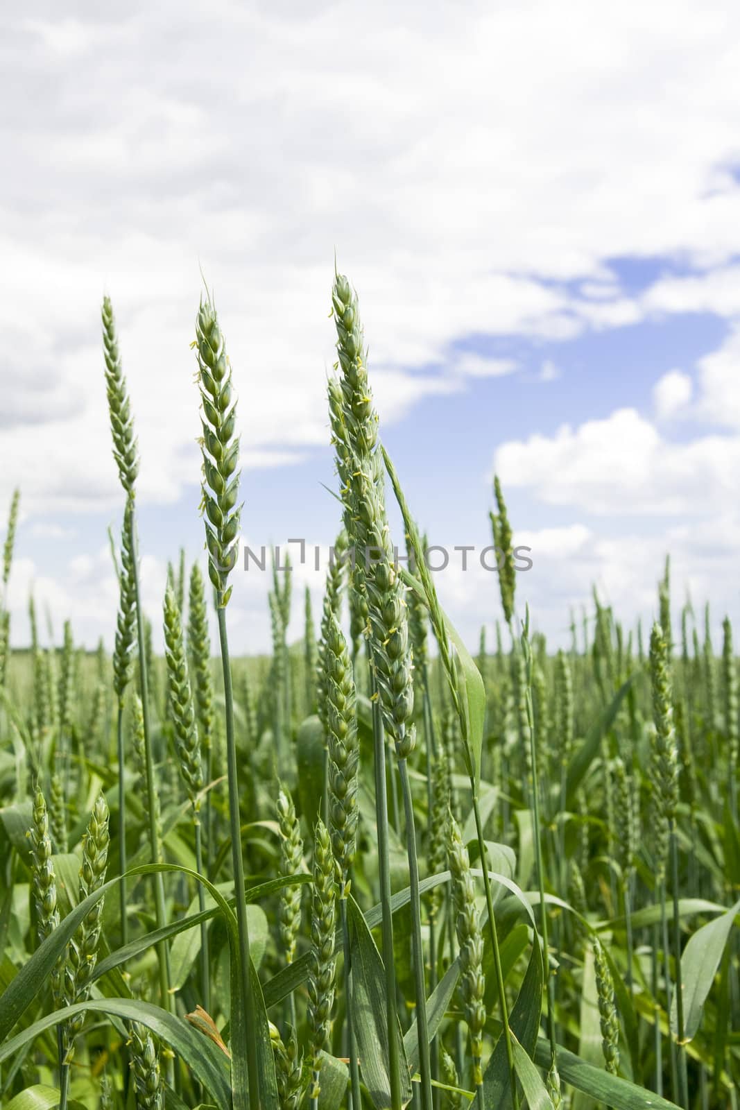 Green wheat in the field with cloudy blue sky