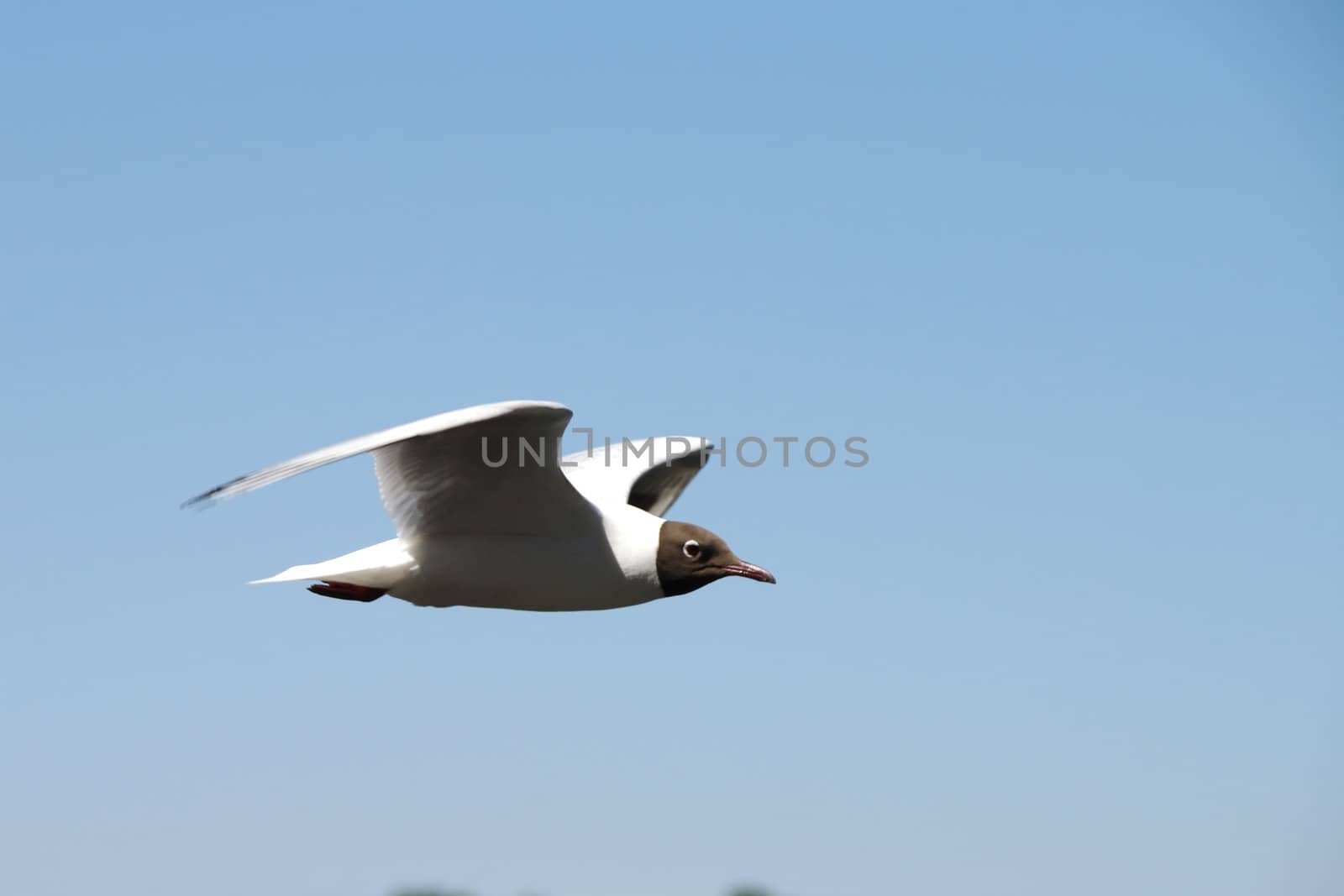 Lonely seagull flying in a blue sky