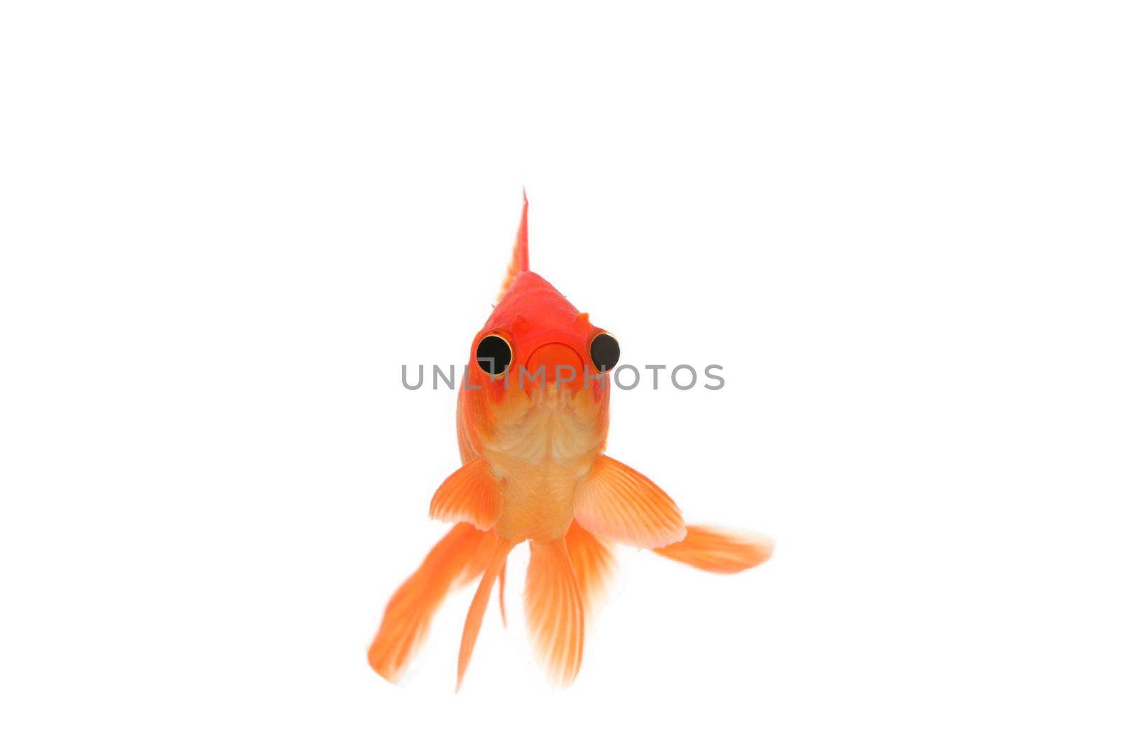 Humourous fantail goldfish with bloated eyes