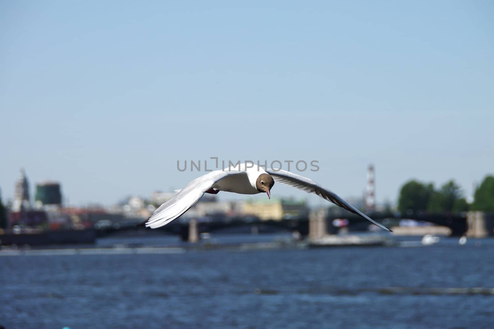 Seagull in a blue sky in the city by Shpinat