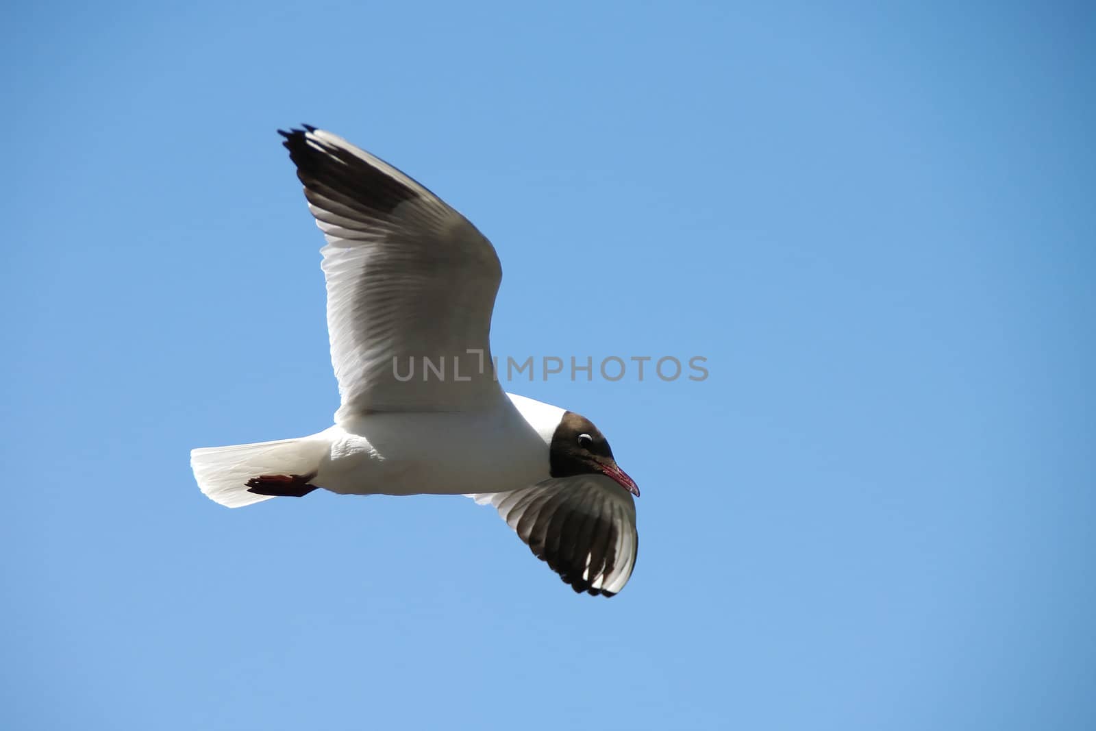 Lonely seagull flying in a blue sky