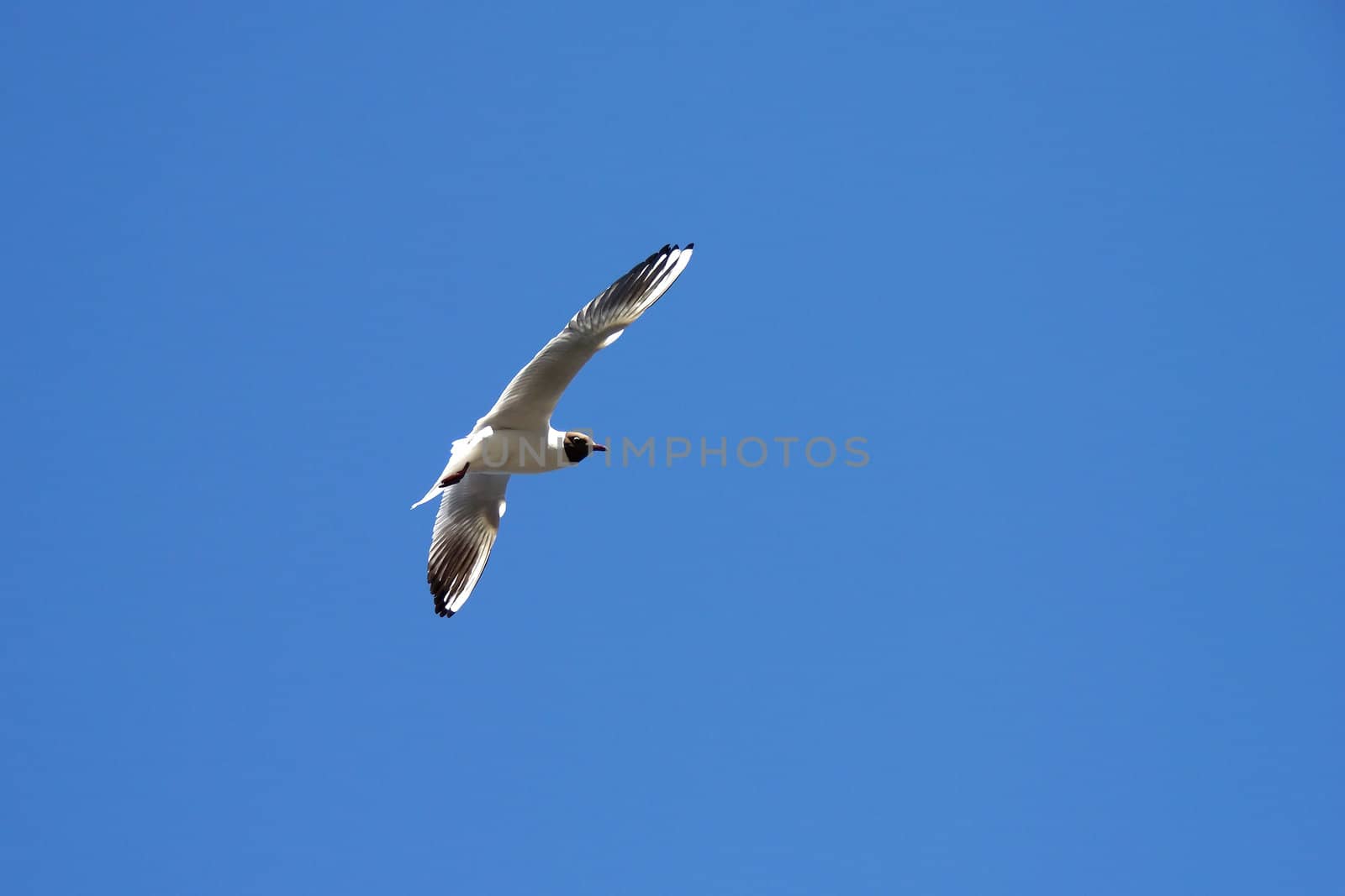 Lonely seagull flying in a blue sky