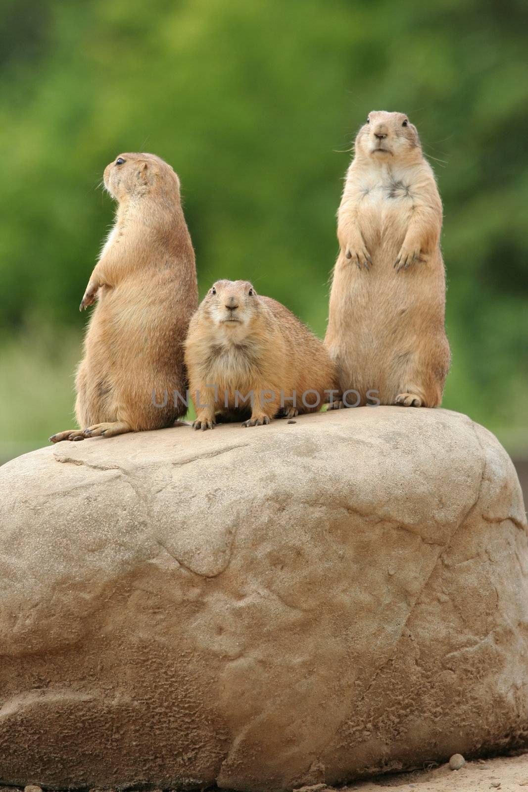 GRoup of prairie dogs standing on top of rock