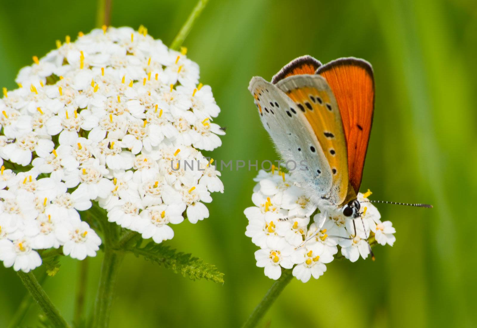 Butterfly Lycaena dispar rutila breakfast on a flower