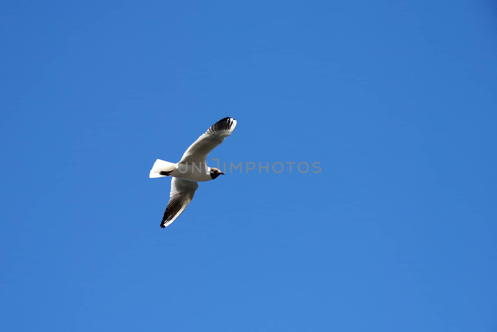 Lonely seagull flying in a blue sky