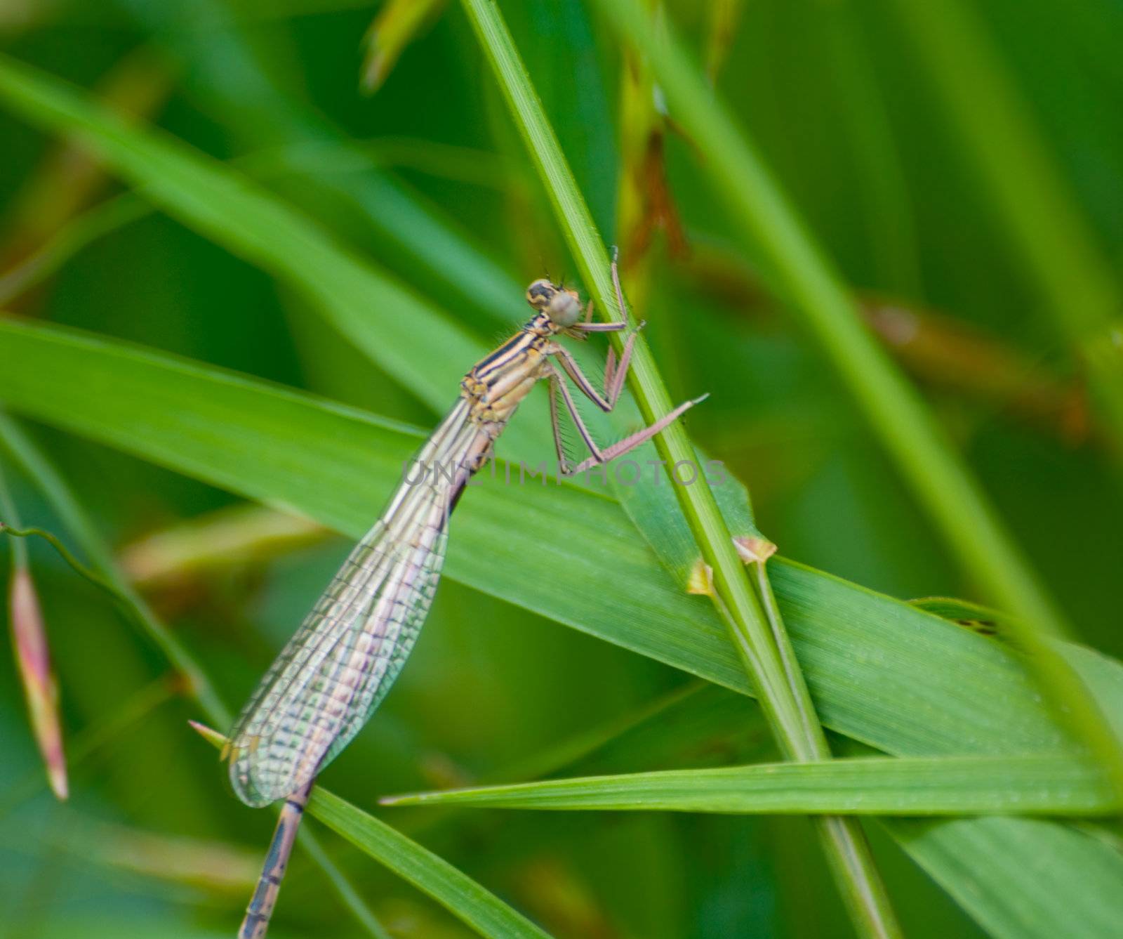 Green dragonfly on a blade. Rest before new flight.